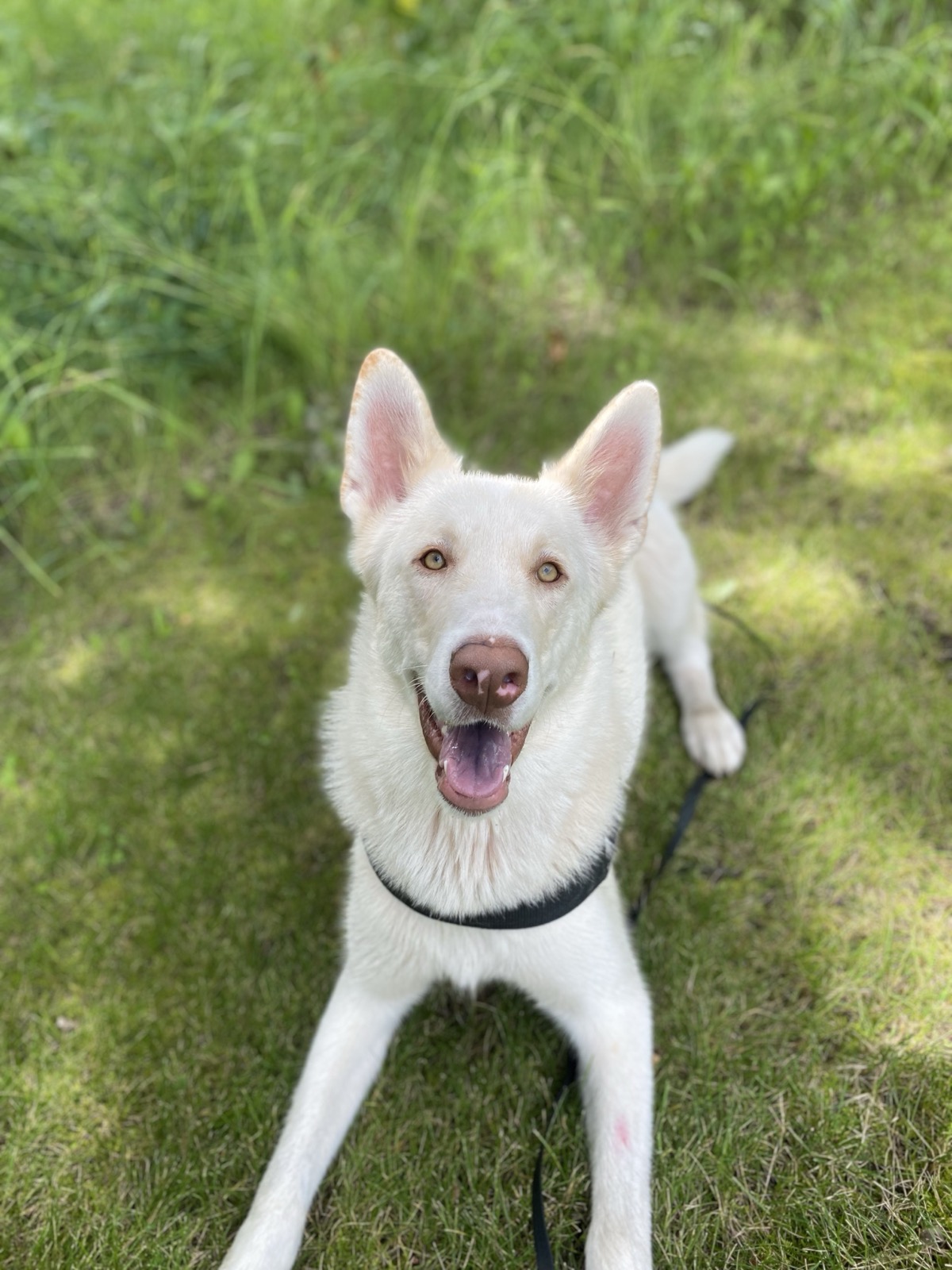 Hayley Karpa training a dog in the Spruce Grove and Edmonton area, photo 9